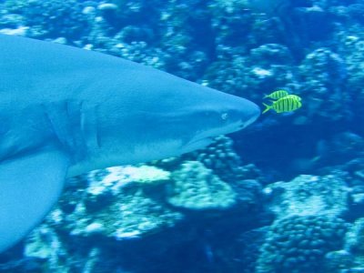 Grey reef shark1