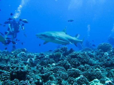 Grey reef shark2