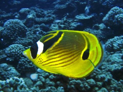 Racoon-butterflyfish