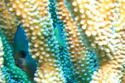 Chromis