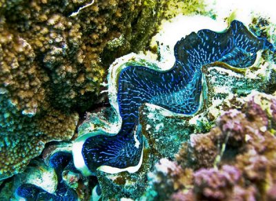 Tridacna