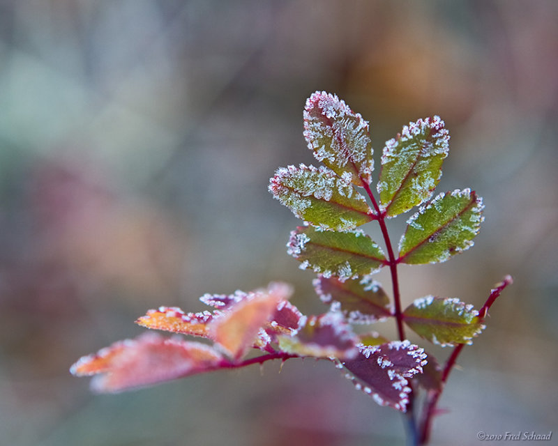 Frosty Morning