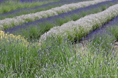 Lavender Fields