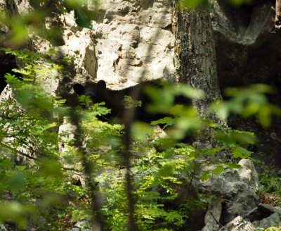 Shenandoah Black Bear