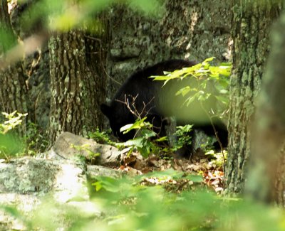 Shenandoah Black Bear