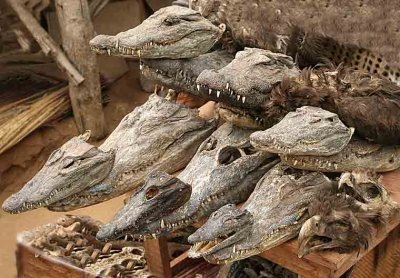 Crocodile heads in the voodoo fetish market in Lom.