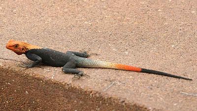 Lizard that is quite frequent in Togo and Benin.