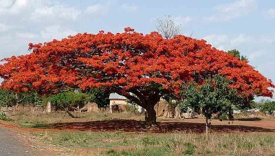 Flamboyant or flame tree.