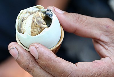Duck egg with embryo inside.