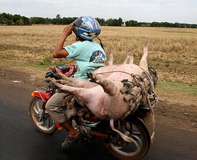 Transport of living pigs.