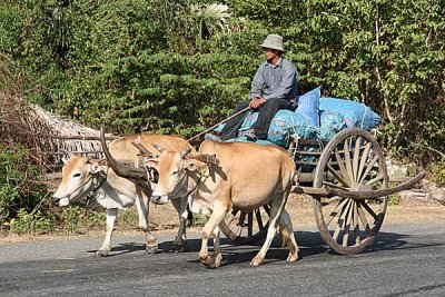 Traditional ox cart.