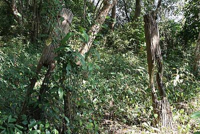 Kachork graveyard, Koh Peak, Cambodia.