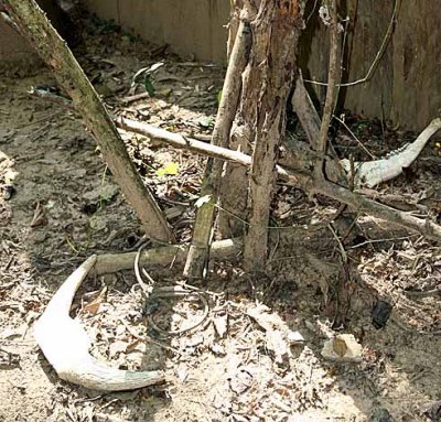Sacrifical place with calf`s horns and lower jaw-bone in front of the grave. Kachork graveyard, Cambodia.