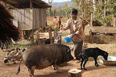  At a Phnong farm. The pig gets a shower. Pu Lang Village I, Mondulkiri, Cambodia