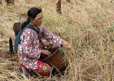 Phnong people harvest rice by collecting the grains from each single stalk without cutting the plants. Pu Lang Village II
