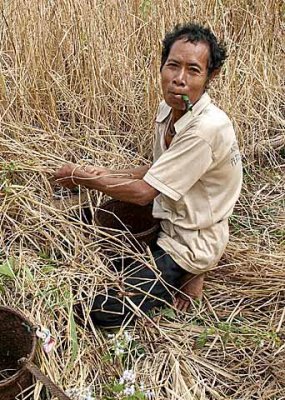 Phnong man harvesting rice. Pu Lang Village II, Mondulkiri, Cambodia