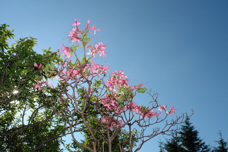 wild pink azaleas.jpg