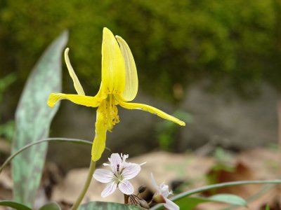trout lily and spring beauties.jpg
