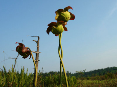 northern pitcher plants.jpg