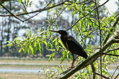 green heron.jpg