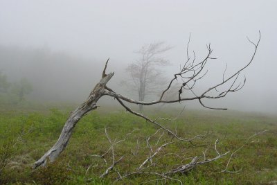 skeleton in the fog