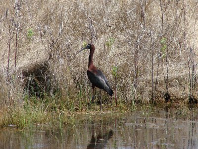 glossy ibis.jpg