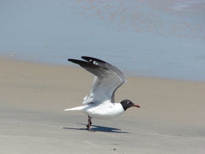 laughing gull taking flight.jpg