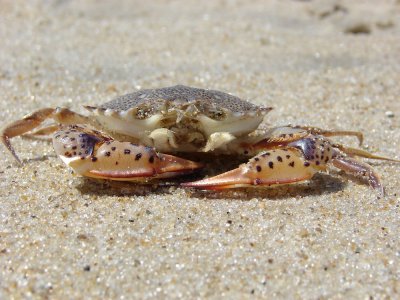 lady crab.jpg