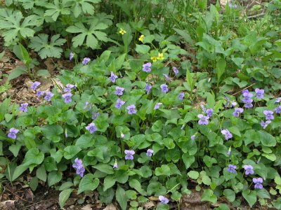 purple and yellow violets.jpg