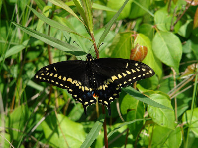black swallowtail.jpg
