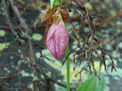 mocassin orchid-pink ladys slipper.jpg