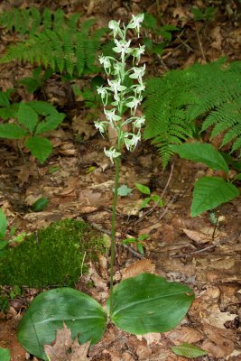 round-leaved orchid.jpg