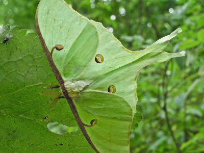 luna moth.jpg