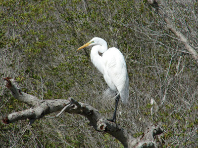 assateague island, va may 2008