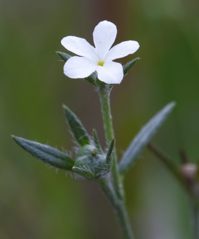 Heliotrope