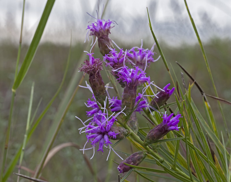 Blazing Star