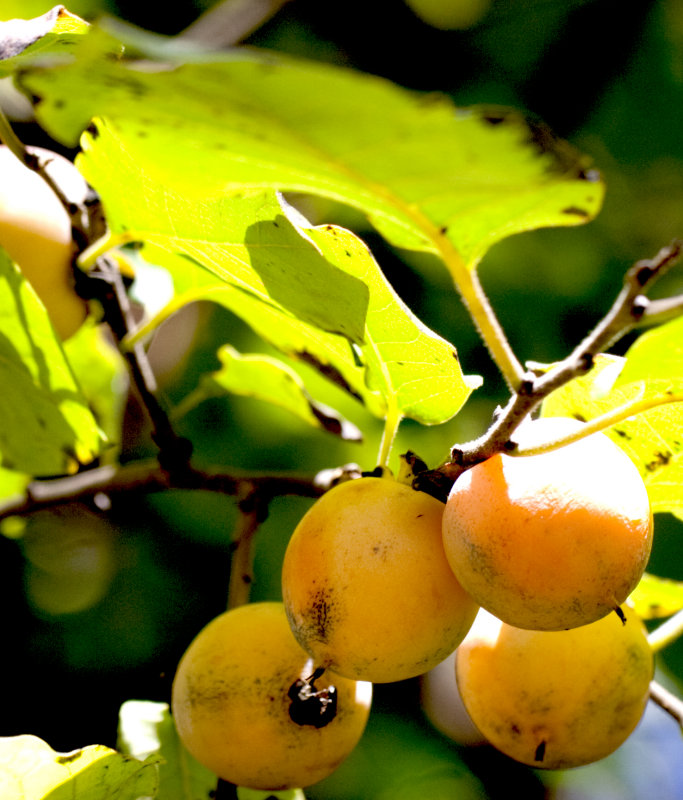 Wild Persimmons