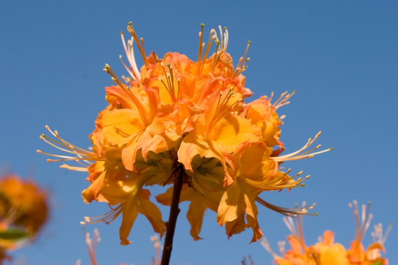 Flame Azalea