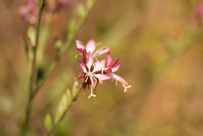 Gaura