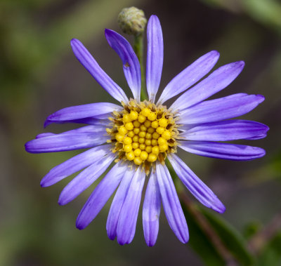 Aster