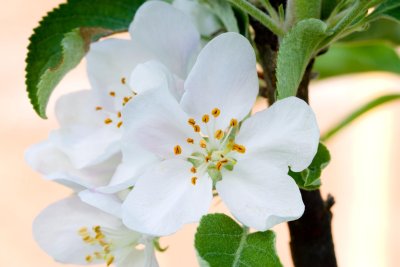 Apple Blossoms