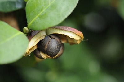 Camellia Seeds