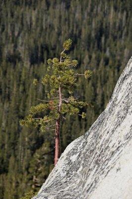 Young Tree on Lembert Dome