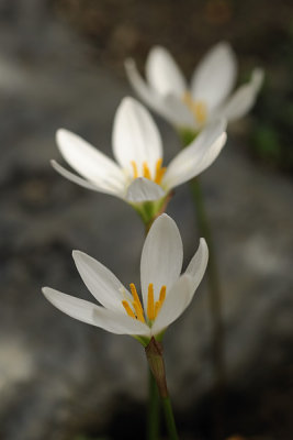 Three White Flowers