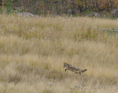 Hunting Coyote