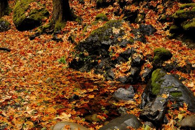 Fall at Stevens Creek