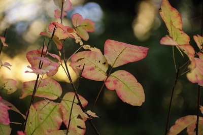 Colorful Poison Oak