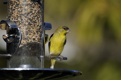 A visiting GoldFinch