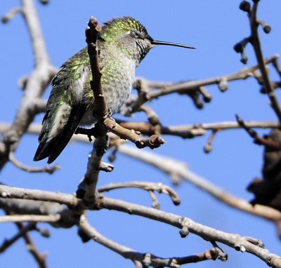 Snoozing Hummingbird