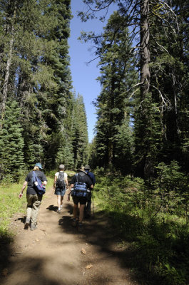 Hiking in the forest